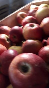 Обміняю яблука та груші 8