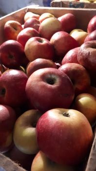 Обміняю яблука та груші 4