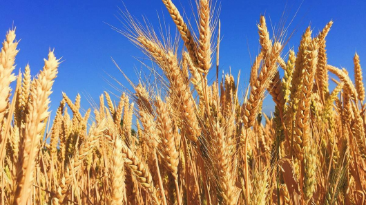 Пшениця 1