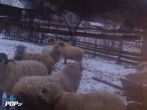 Румунські вівці та барани 1
