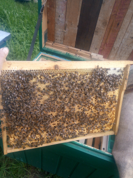 Бджолопакети Карніка 1