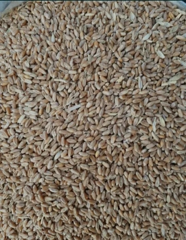 Пшениця, кукурудза 2