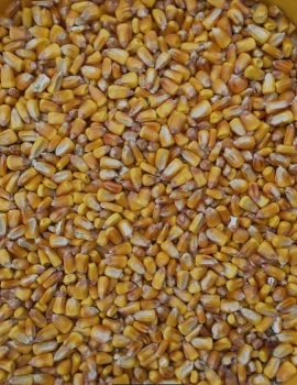 Пшениця, кукурудза 3