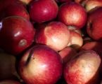 Обміняю яблука та груші 5