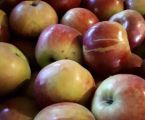 Обміняю рвані яблука 5