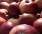 Обміняю рвані яблука 6