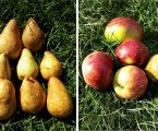 Обміняю яблука та груші 1