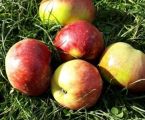 Обміняю яблука та груші 3