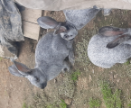 Кролики 1