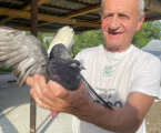 Миколаївські голуби