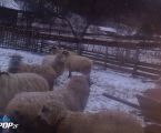 Румунські вівці та барани