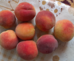 Плоди сортового персика