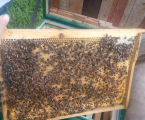 Бджолопакети Карніка 1