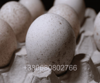 Інкубаційне яйце індиків 2