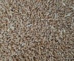 Пшениця, кукурудза 2