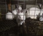 Кролики 1
