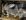 Кролики місто Калуш_bg