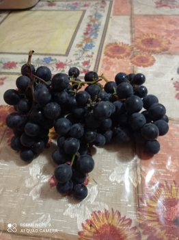 Виноград 1