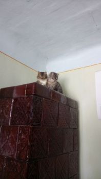 Кошеня 1