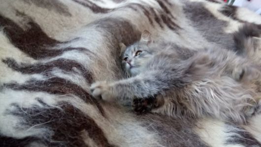 Кошеня 2