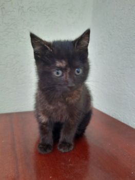 Кошеня 1