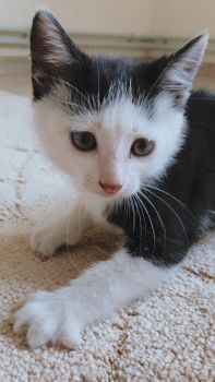 Котик 1