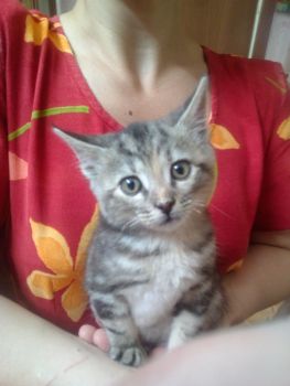 Віддам кошенят 3
