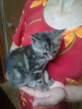 Віддам кошенят 4