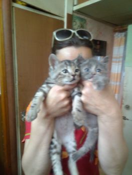 Віддам кошенят 1