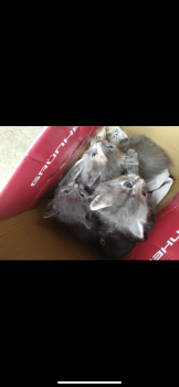 Котики 1