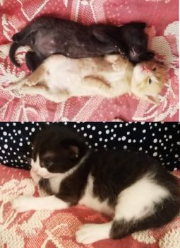 Кошенята шукають люблячі сім'ї 1