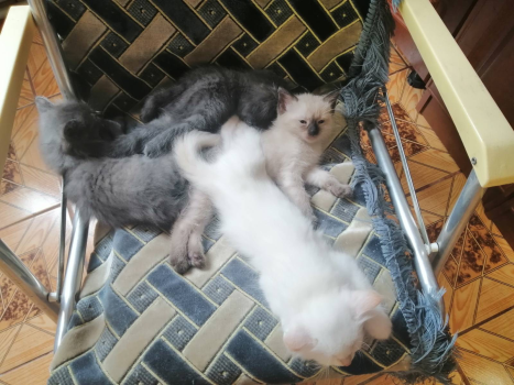 Котики 1