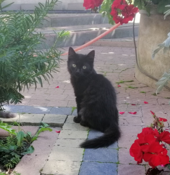 Кошеня 1