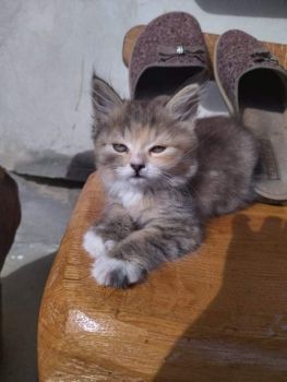 Кошенята 2
