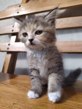 Кошенята 4