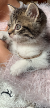 Кошенята 6