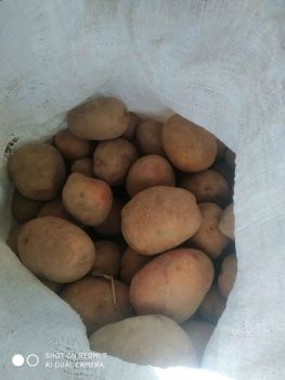 Картопля велика 1