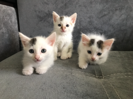 Віддам кошенят 1