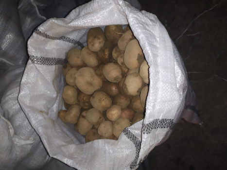 Картопля домашня 1