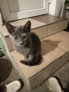 Віддам кошенят 1
