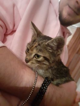 Віддам кошенят 2