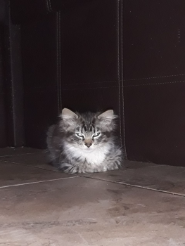 Віддам котиків 1