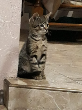 Віддам котиків 3