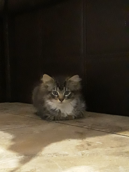 Віддам котиків 2
