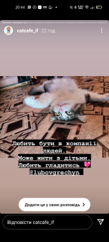 Віддам котика 2
