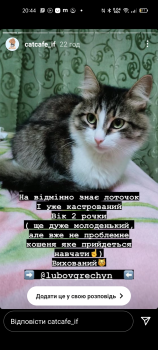 Віддам котика 3