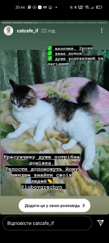 Віддам котика 1