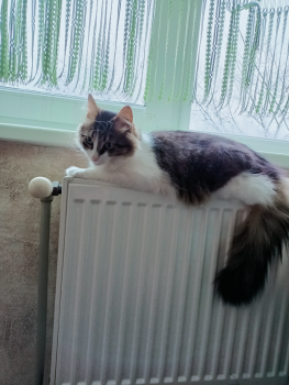 Віддам котика 5