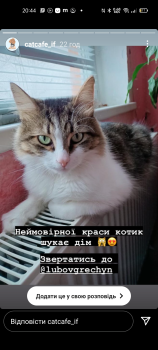 Віддам котика 4