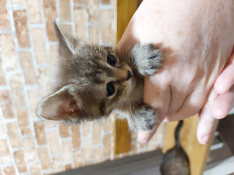 Віддам кошеня 1